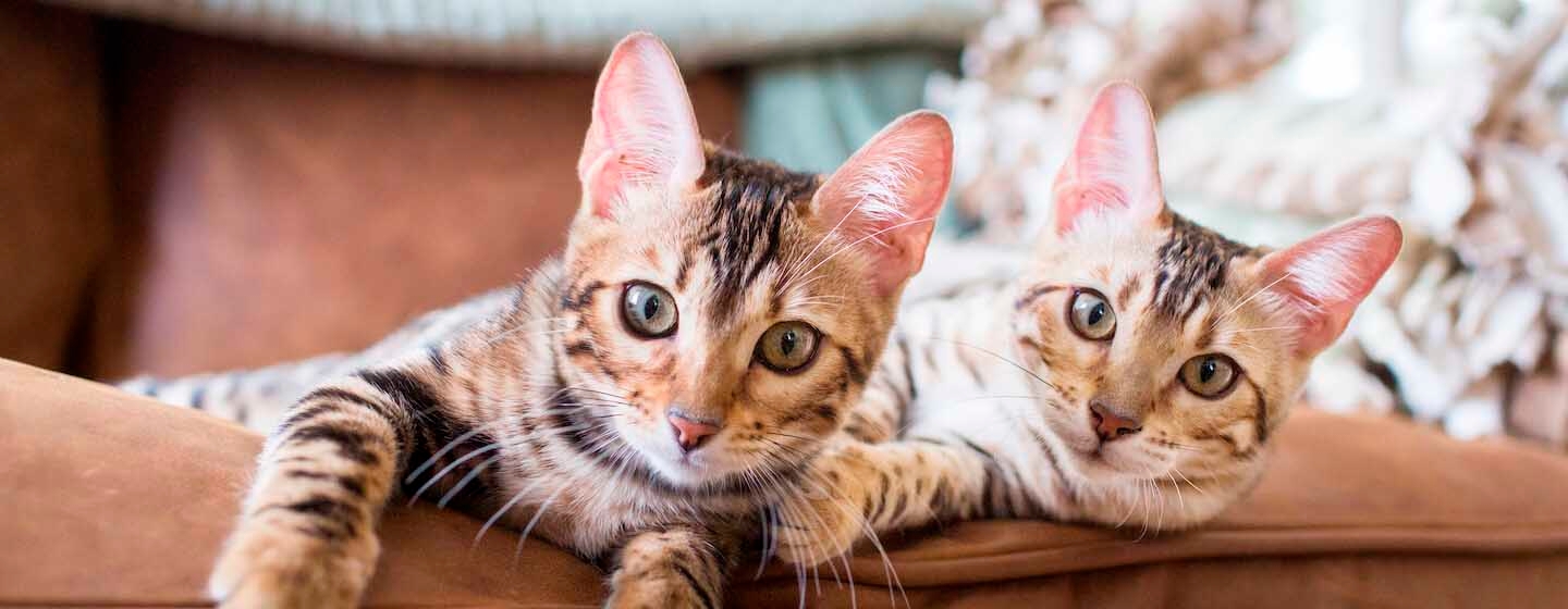 Zweite Katze holen Tipps zur Eingewöhnung Purina